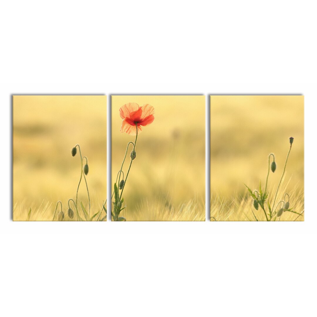 3-tlg. Leinwandbilder-Set Poppy Flower in Field