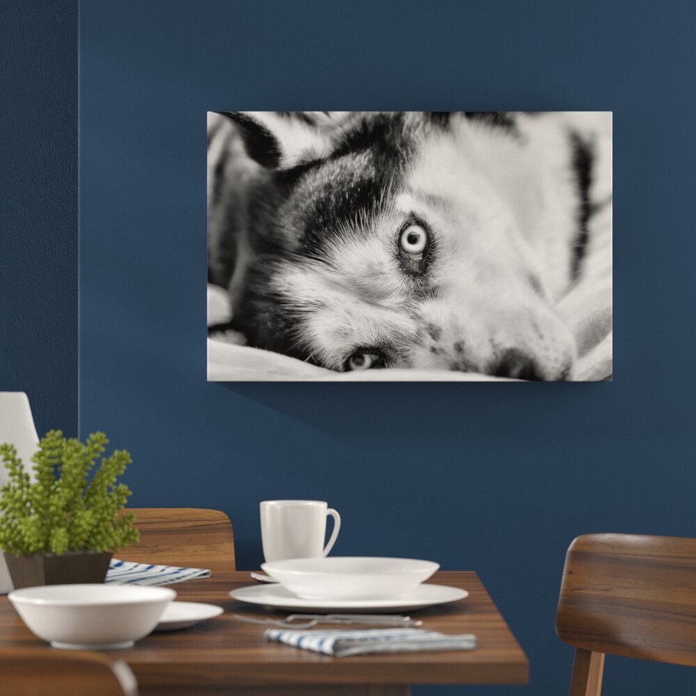 Leinwandbild Husky mit Eisblauen Augen im Bett in Monochrom