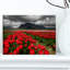 Rows of Bright Ruby Red Tulips - reproduction de photo sur toile-19410242