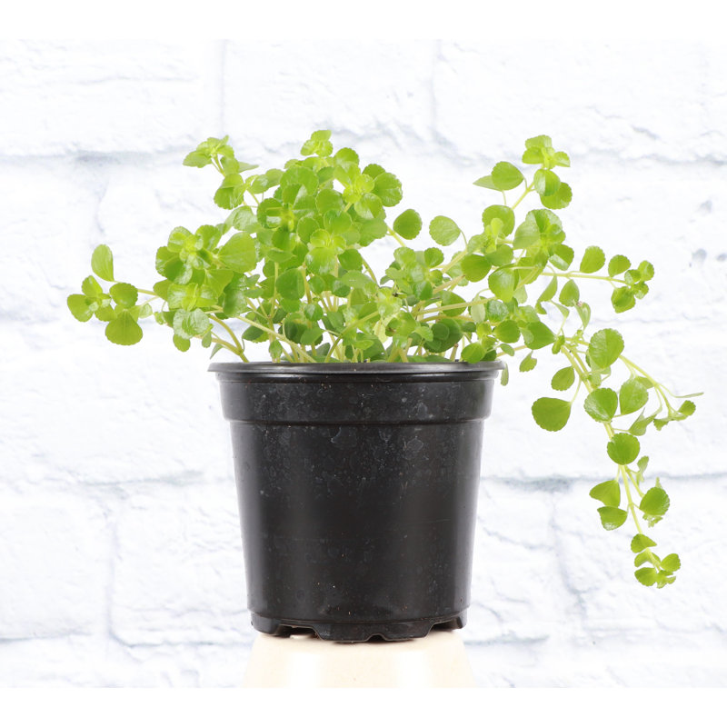 Live Green Baby Tears Pilea Plant, Black, Nursery Pot