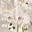 Phalaenopsis en soie Real Touch avec 9 fleurs