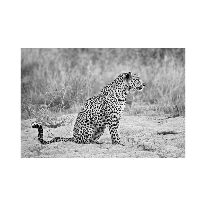Leopard In Black And White - Print on Canvas, 66.04 cm H x 45.72 cm W x 1.91 cm D, Wrapped Canvas