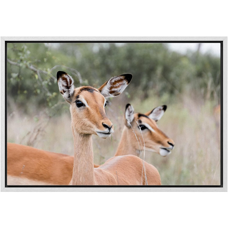 East African Somalian Gerenuk Antelope Duo sur toile, H 16 po x l 24 po x P 1,5 po, Cadre blanc