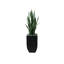 Faux Snake Plant (Sansevieria) Plant in Planter
