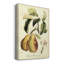 Impression sur toile tendue, fruits toscans IV-1432318582