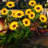 Yellow Solar Powered Integrated LED Pathway Light
