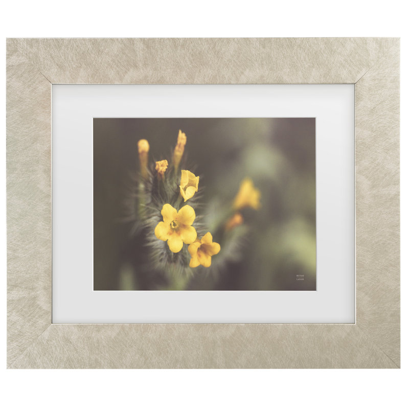 Bolog Nathan Larson Common Fiddleneck II Matted Framed Art, 14.5" H x  17.5" W, Cream Framed