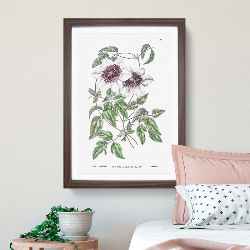 White Leather Clematis Flower - Framed Print, 36cm H x 27cm W x 2cm D, Walnut Framed