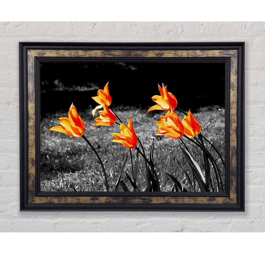 Orangefarbene Tulpen auf B N W - Druck