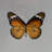 Beautiful Handmade Butterfly Box - Brown/Black