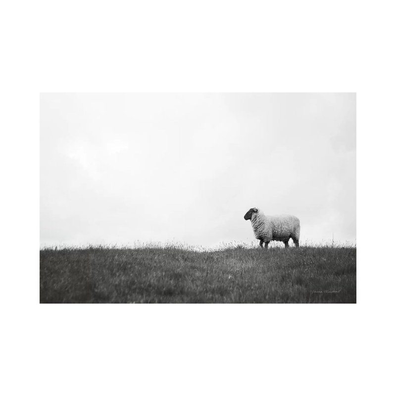 Islay Sheep II by Laura Marshall - Wrapped Canvas Print, 66.04 cm H x 45.72 cm W x 3.175 cm D