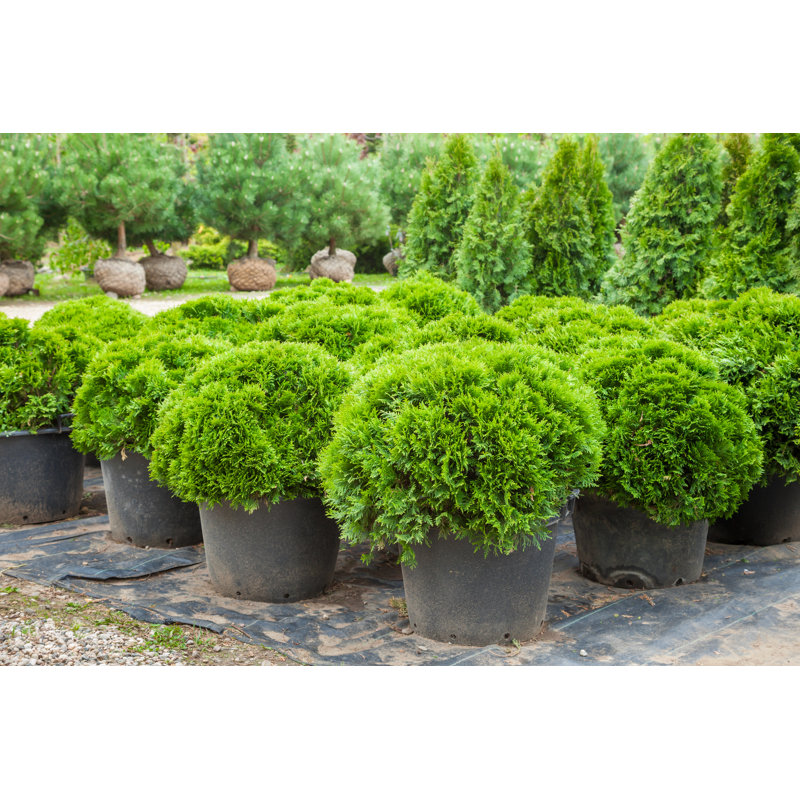 Cypress Plants on Tree Farm - Photographie sur toile tendue, H 8 po x l 12 po x P 1,25 po