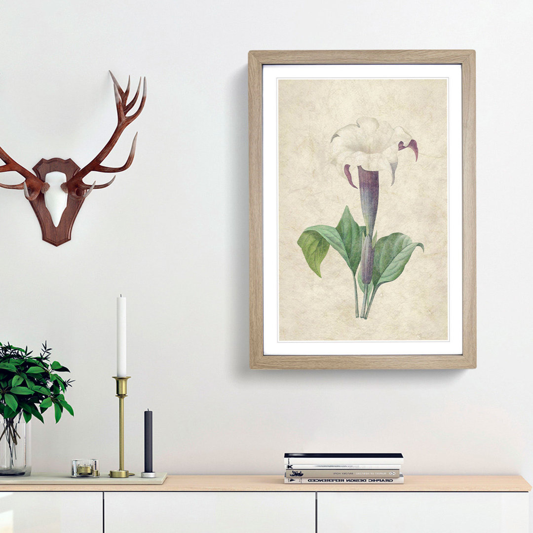 Daturas Flower by Pierre-Joseph Redoute - Picture Frame Painting Print