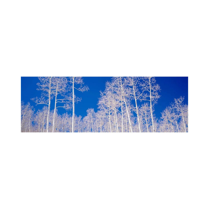 Low Angle View Of Aspen Trees In A Forest, Utah, USA by Panoramic Images - Wrapped Canvas Panoramic Print