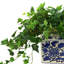Plante de 16 po