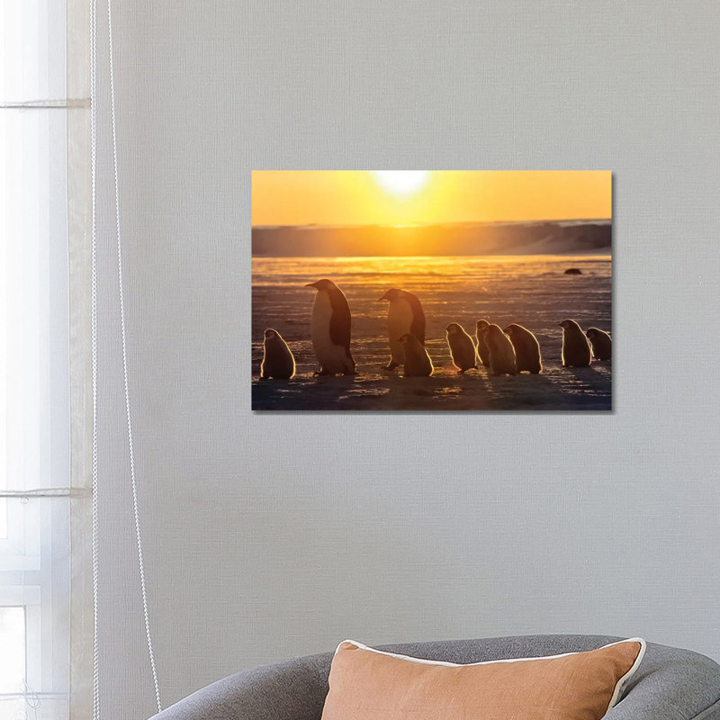 Emperor Penguin Adult Pair With Chicks Walking At Sunset, Weddell Sea, Antarctica 1 Piece Wrapped Canvas Wall Art