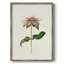 Mauve Garden Flowers V Framed Print - Solid Wood-694767380