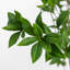 Faux Pieris Tree-Faux Pieris Tree-8'