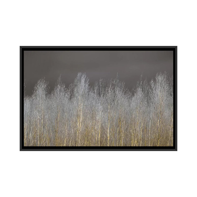 «Silver Forest» par Assaf Frank - reproduction d'art sur toile tendue, H 18 po x l 26 po x P 1,5 po, Toile avec cadre noir