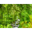 Tropical Jungle by Mark Paulda-71202726-132510949