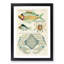 East Indies Fish & Crab Illustrations XLVIII by Louis Renard - Picture Frame Painting Print-55547382-55547383