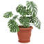 Planter-471815545-471815547