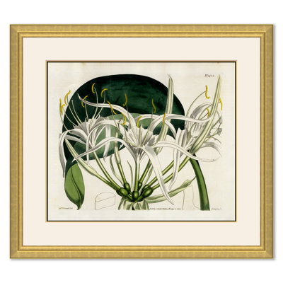 Curtis Floral Studies - Single Picture Frame Giclee Print