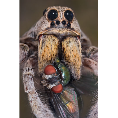 Hunton Wolf Spider - Wrapped Canvas Print
