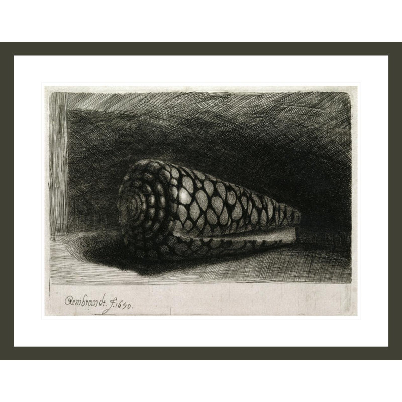 La coquille (Conus Marmoreus) par Rembrandt van Rijn - Estampe numérique encadrée, 23.36" H x 29.5" W