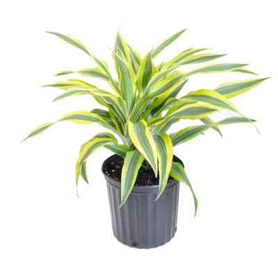 United Nursery Live Dracaena Plant Low Maintenance Plant in Rattan Nursery Pot