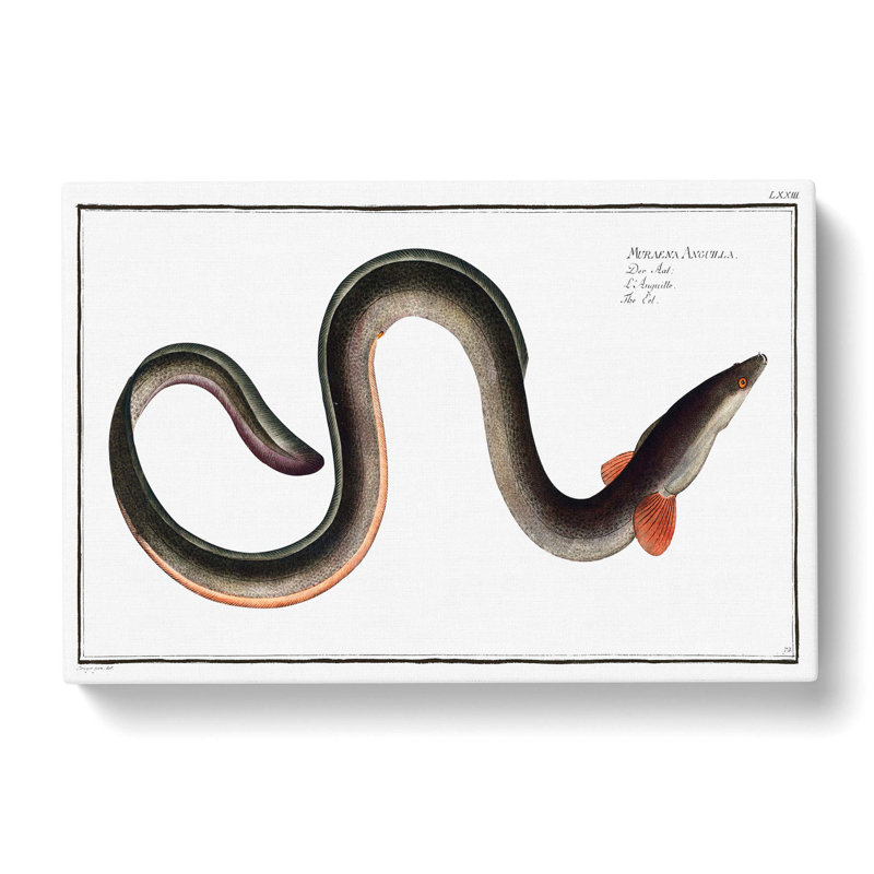 Eel by M.E. Bloch - Wrapped Canvas, 40cm H x 60cm W x 3cm D