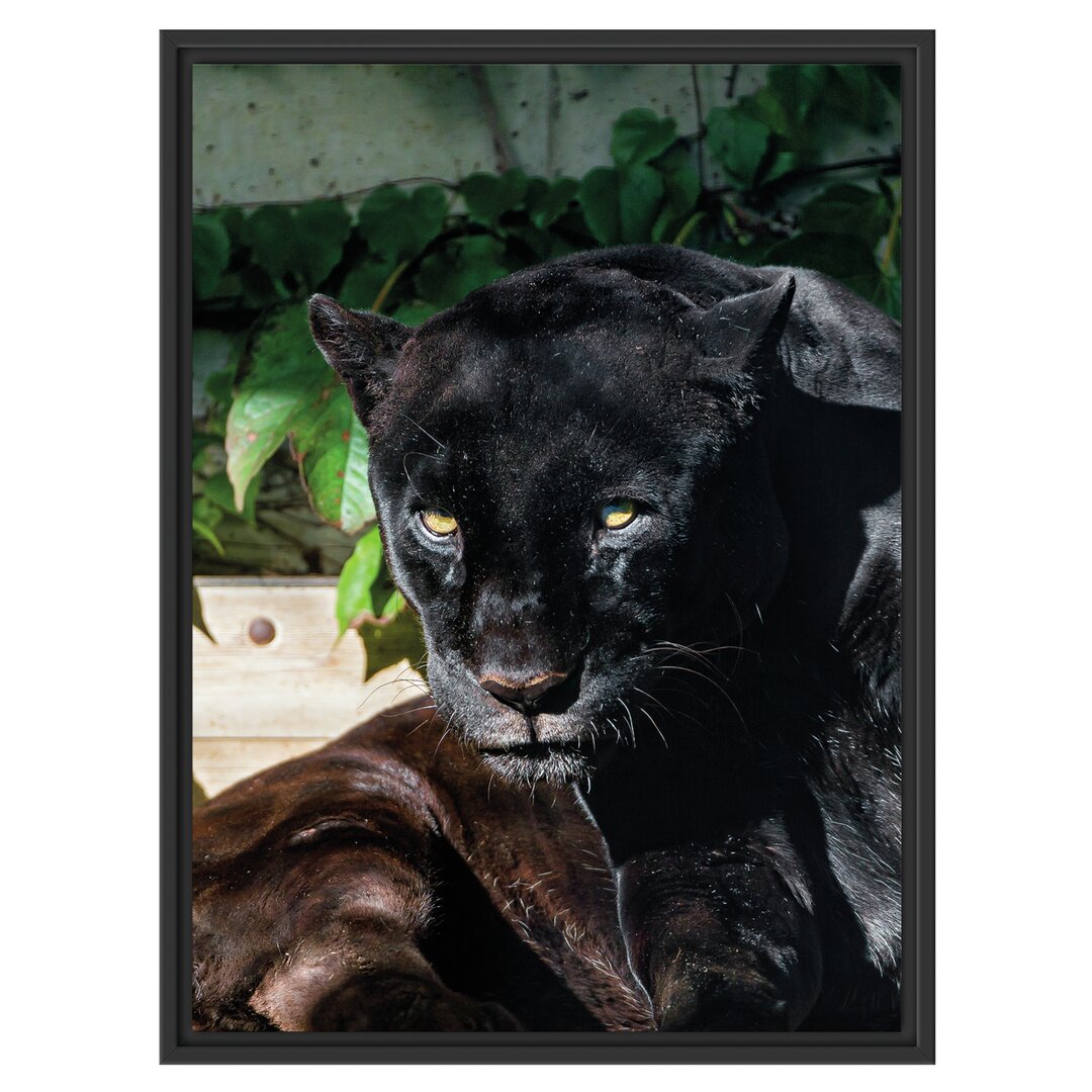 Gerahmter Fotodruck Black Panther