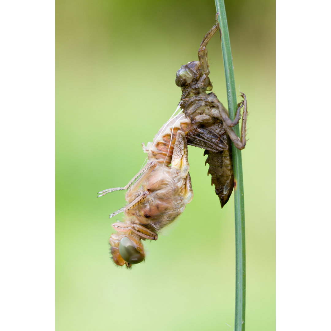 Scarce Chaser von Hfoxfoto - Leinwand Kunstdrucke