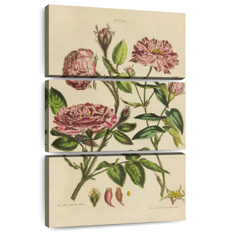 Harnek Herbal Botanical XVII, 74" H x 48" W