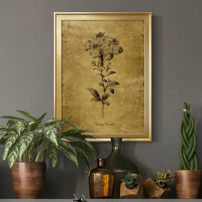 Ameelya " Gold Sketch Botanical II "