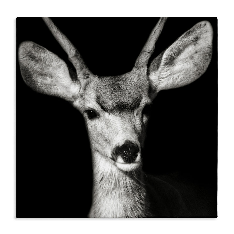 «Gazing Deer Portrait» par Kathy Mansfield, H 36 po x l 36 po