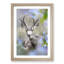 Resting Deer - Framed Print-55598531-55598535