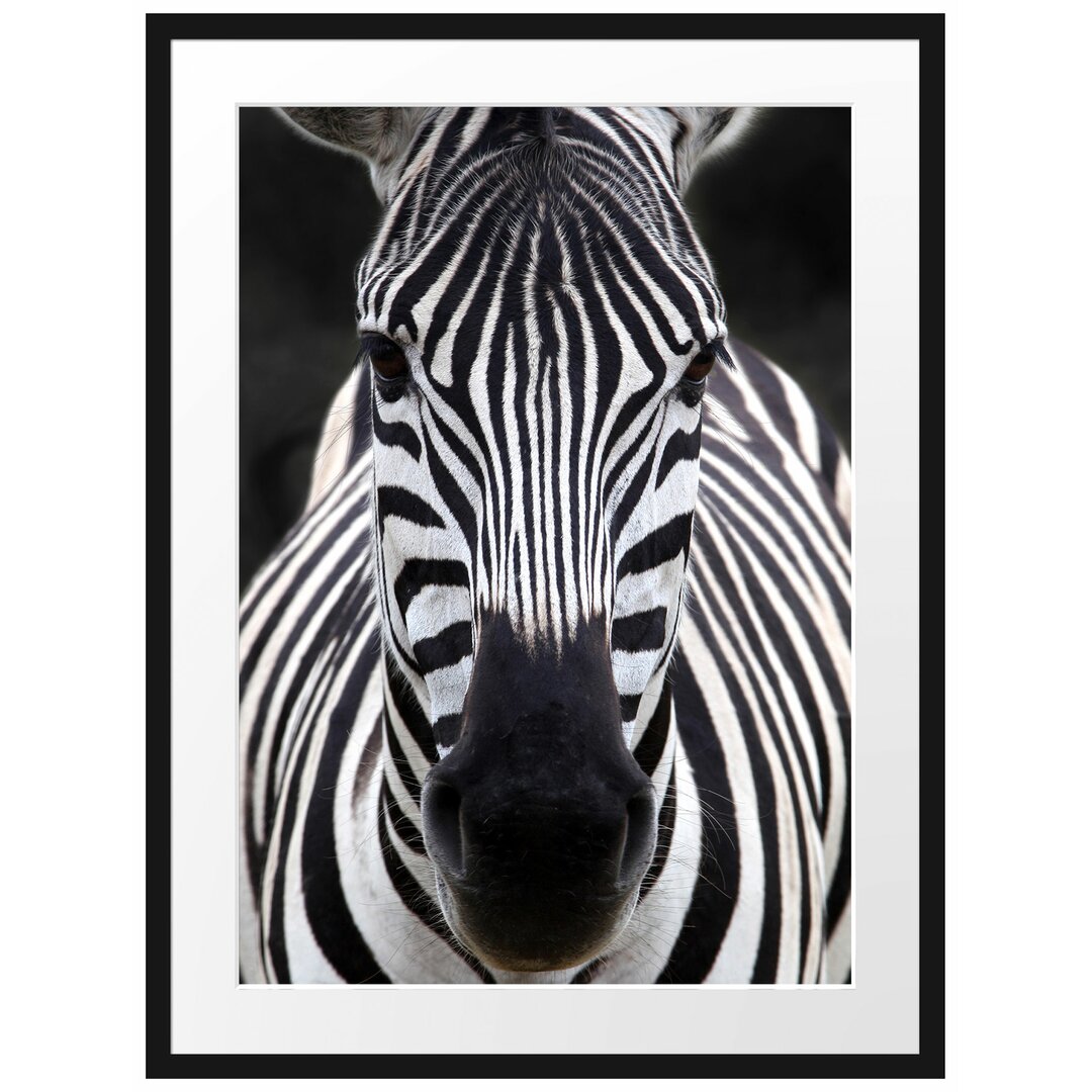 Gerahmtes Poster Zebra Porträt