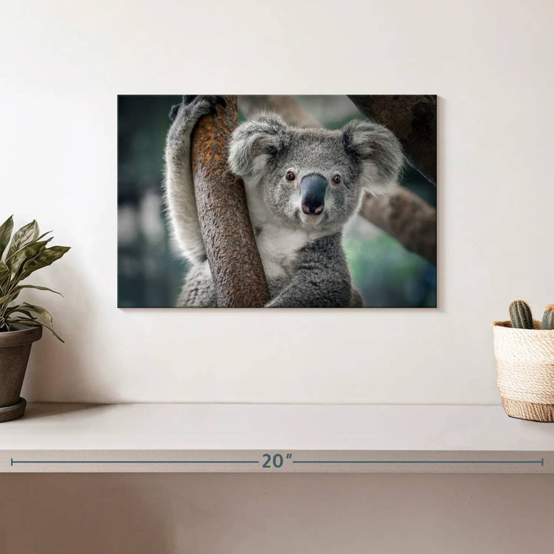 Brampt Happy Koala