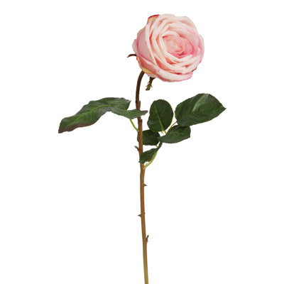 ECUADORIAN ROSE BUD SHORT STEM