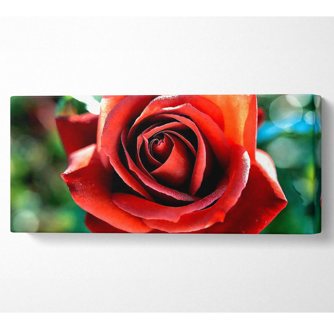 Schöne Rose im Garten - Kunstdrucke auf Leinwand