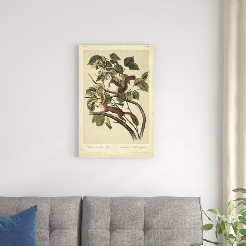 Écureuil Audubon II, H 30 po x l 20 po x P 1,25 po