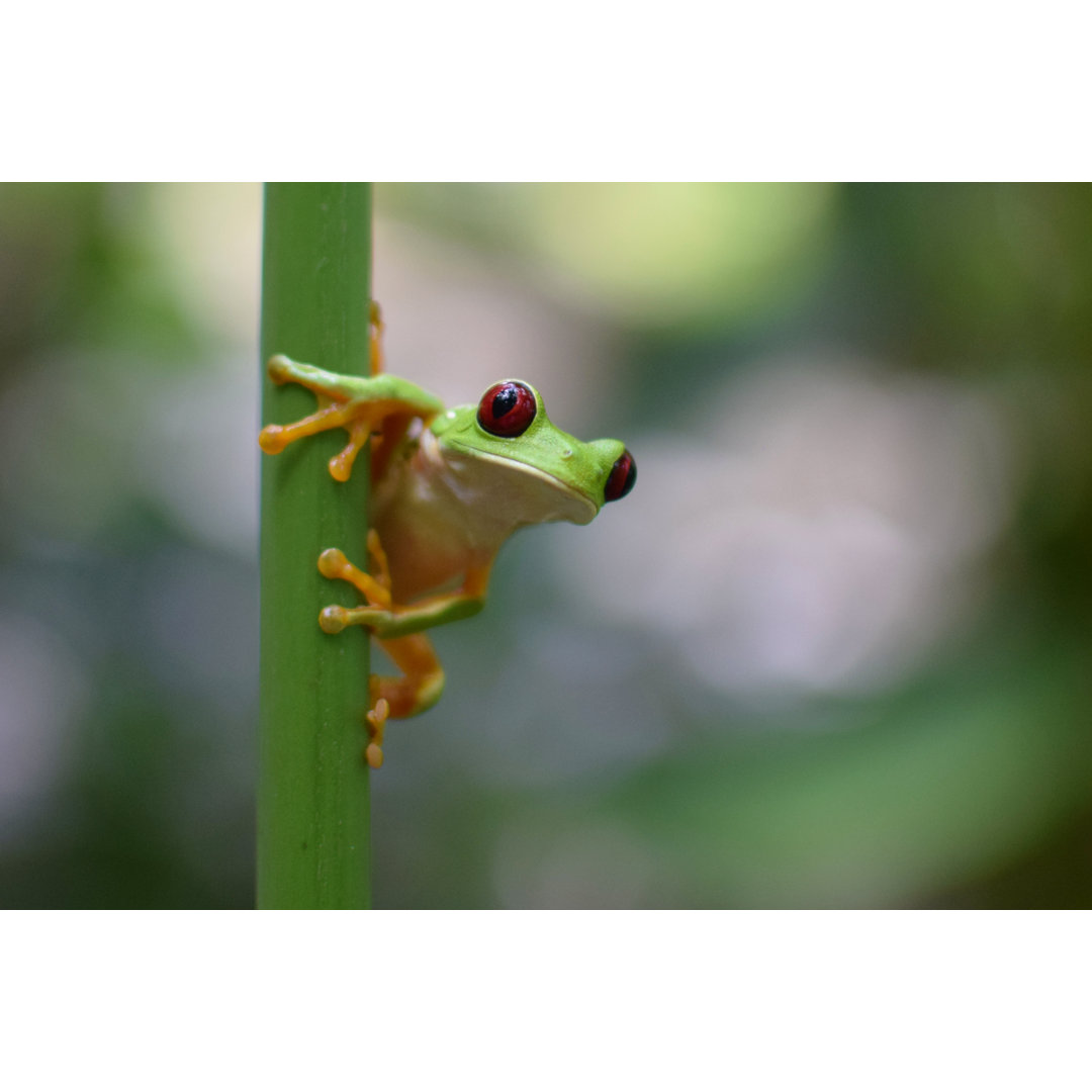 Rotäugiger Laubfrosch von Peter Clayton Photography - Kunstdrucke auf Leinwand