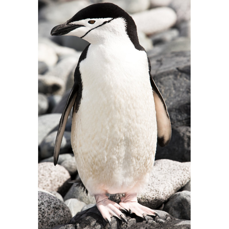 Mentonnière Pingouin Antarctique par Mof, H 12 po x l 8 po