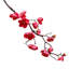 Tige de cerisier en fleurs-1625847136