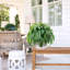 Ensemble de 2 plantes en pot 45 po 
