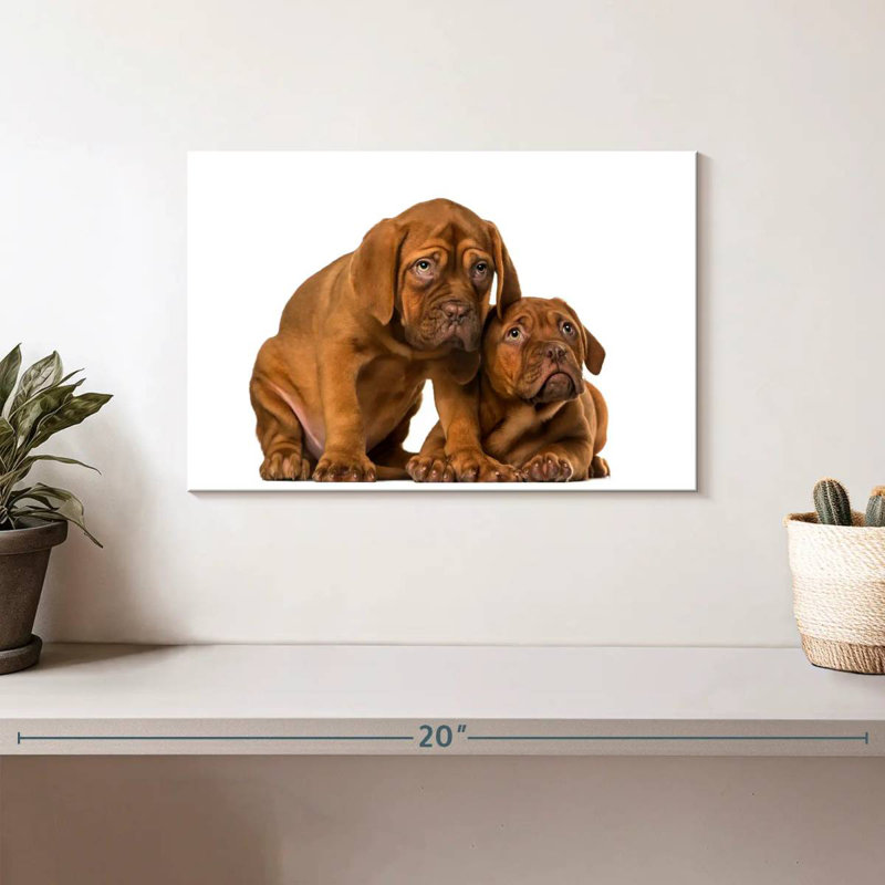 Chiots mastiff français, H 8 po x l 12 po