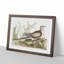 Pigeon of Passage by Mark Catesby - Picture Frame Painting Print-55731962-55731965