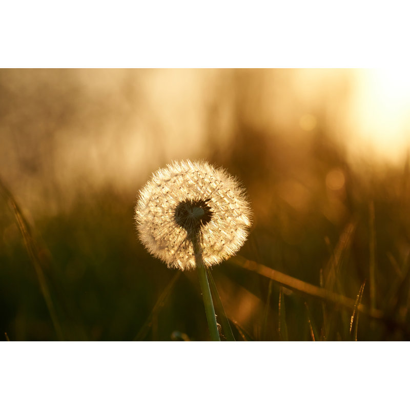 Dandelion by Oliver Held - Wrapped Canvas Print, 61cm H x 91cm W