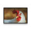 «Chicken in the Sun II» par Nathan Larson, reproduction d'art sur toile-1593212152-1593212157-1593212129